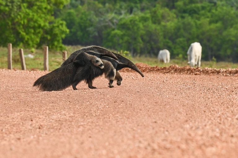 Colombie - Ours, Tamanoir et Harpie - Spécial photo animalière