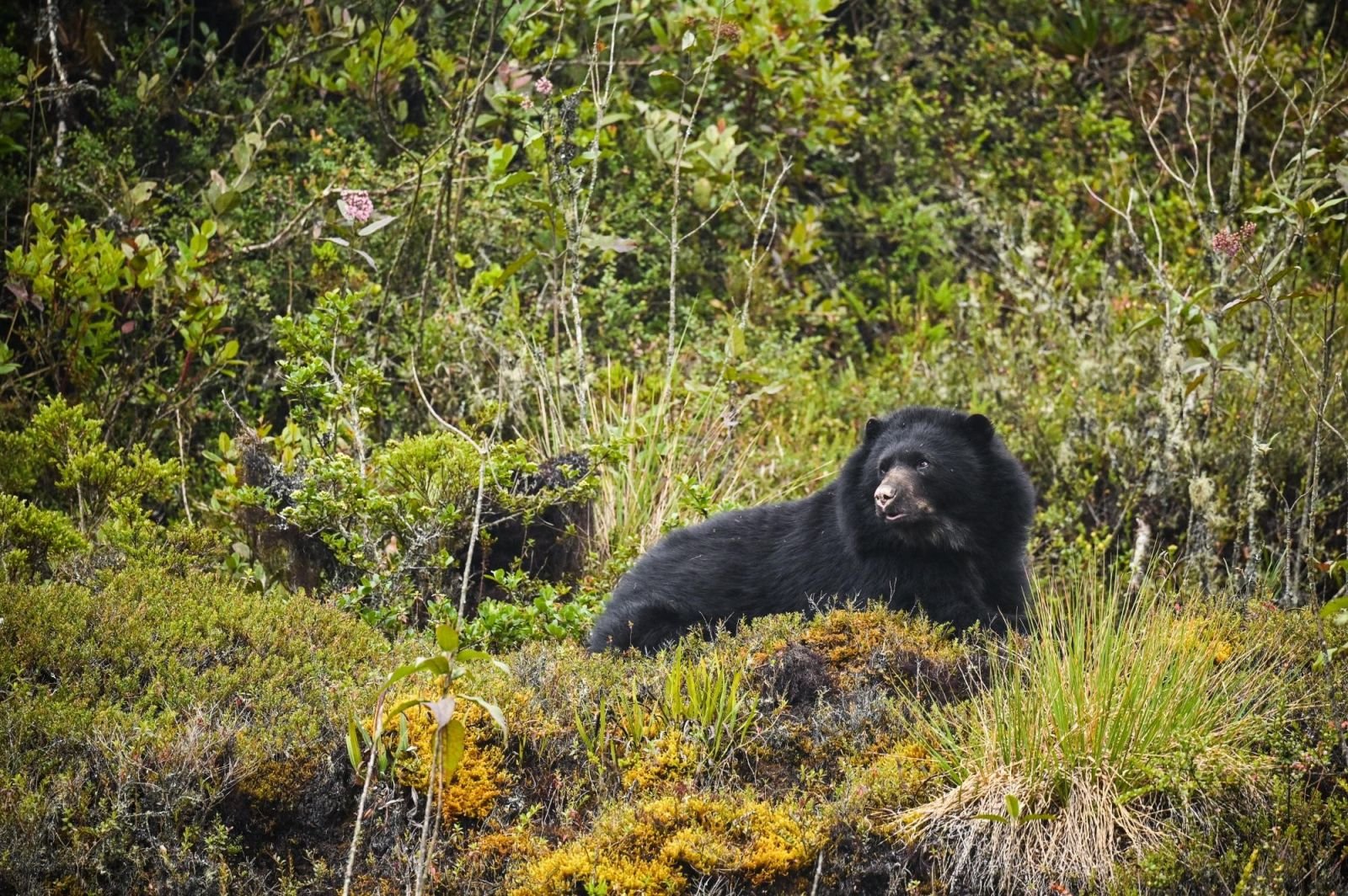 Ours, Tamanoir et Harpie - Spécial photo animalière