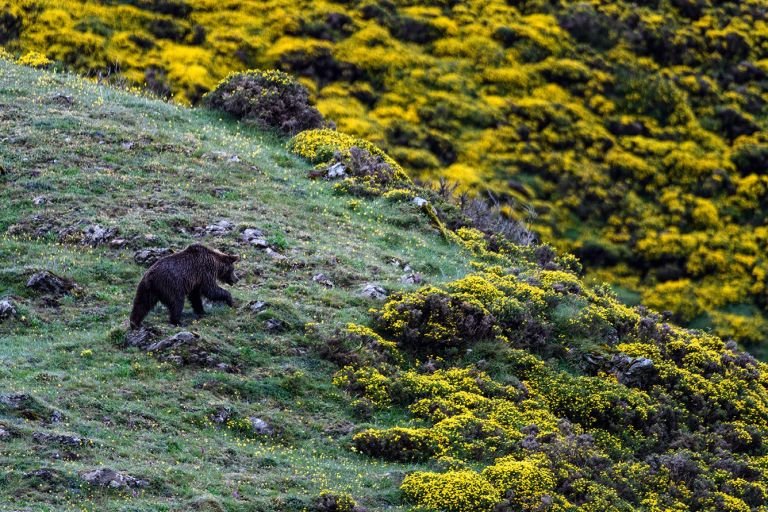 Espagne - Photographier l’ours dans les Asturies