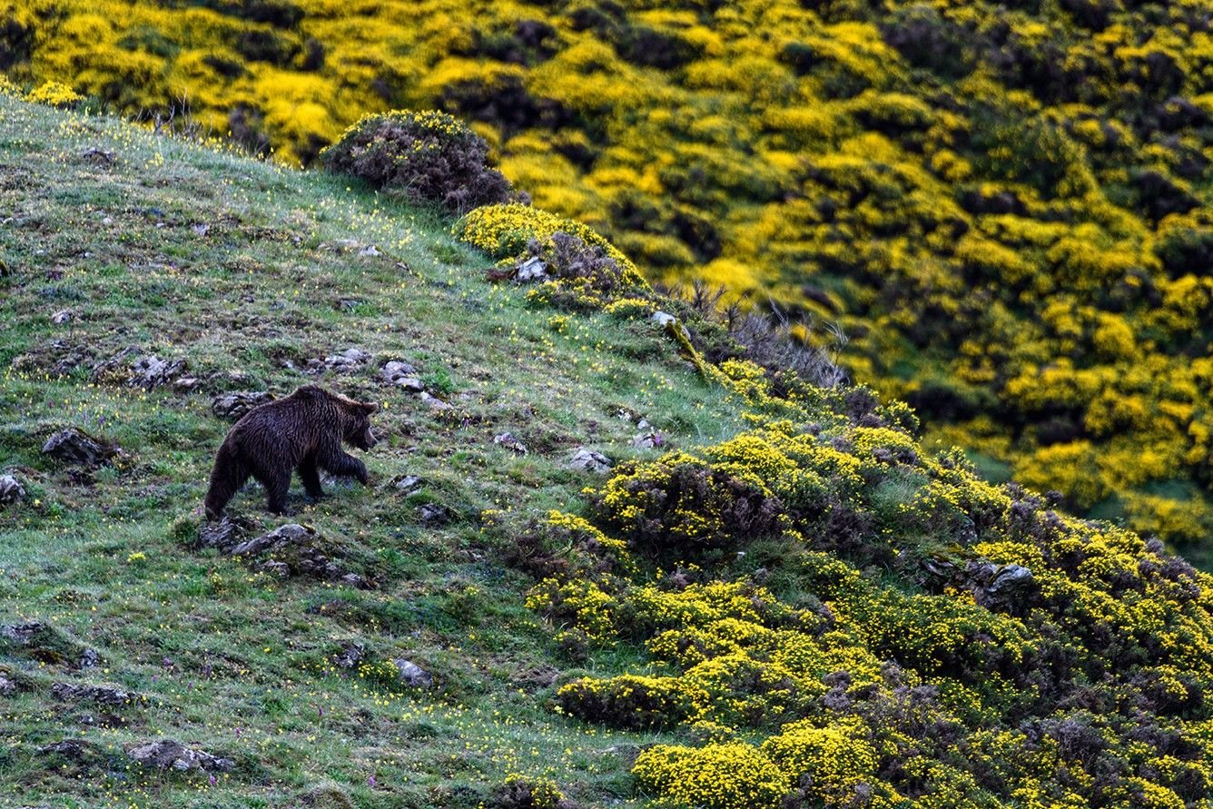 Photographier l’ours dans les Asturies