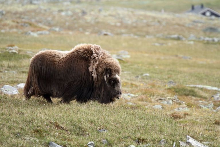 Norvège - Randonnée Nature dans le Dovrefjell à la rencontre des bœufs musqués 