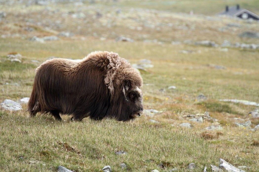Randonnée Nature dans le Dovrefjell à la rencontre des bœufs musqués 