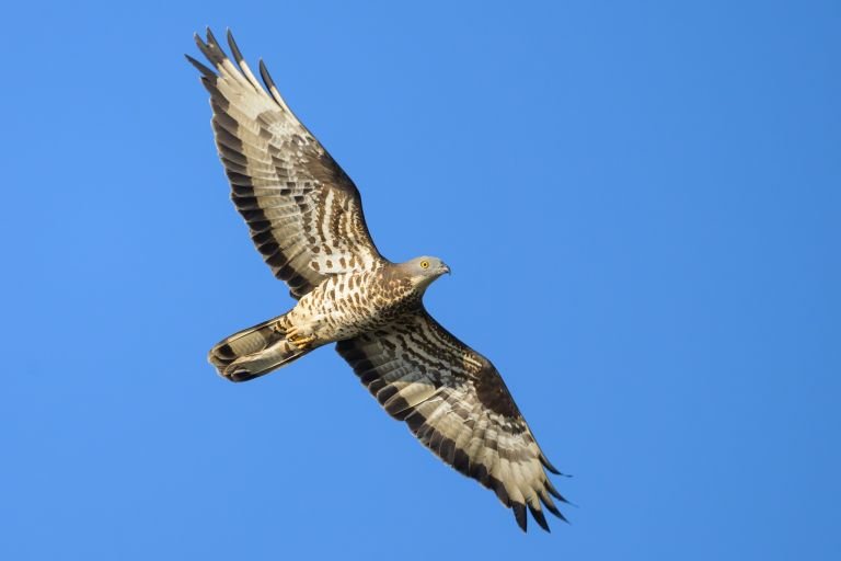 France - Découverte ornithologique sur les hauteurs limousines