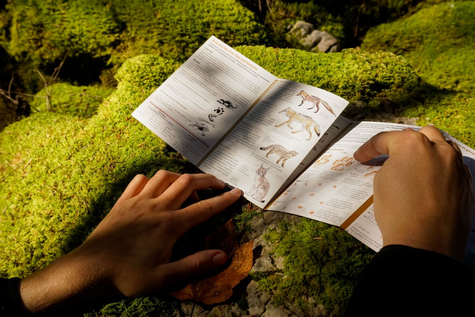 Pistage au pays du lynx au cœur des forêts jurassiennes