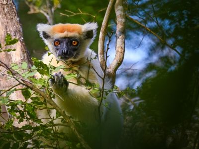 Madagascar - Tsingy et faune du Nord
