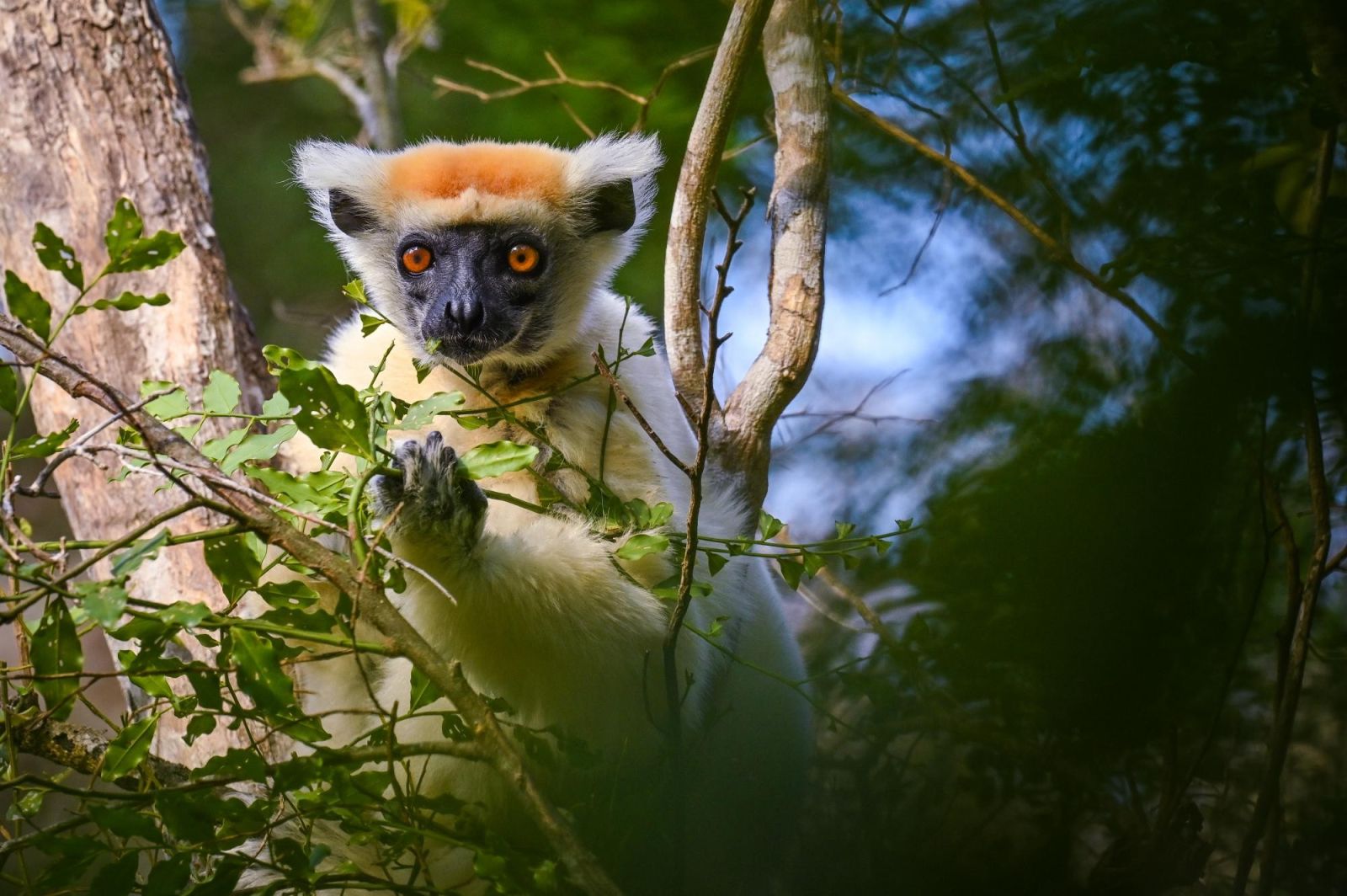 Tsingy et faune du Nord