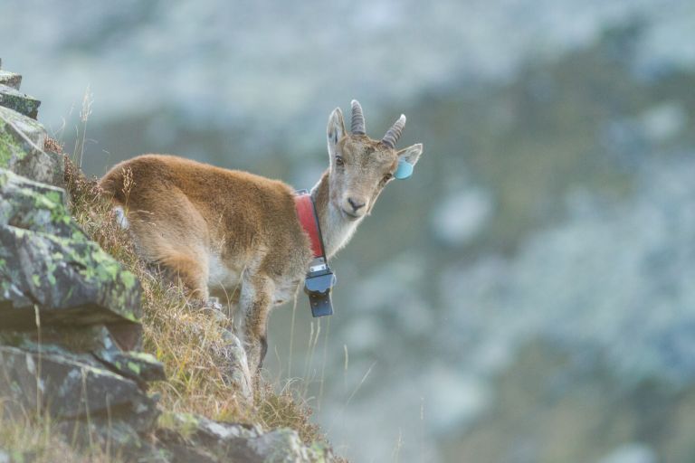 France - Découverte du Bouquetin ibérique dans les Pyrénées ariégeoises