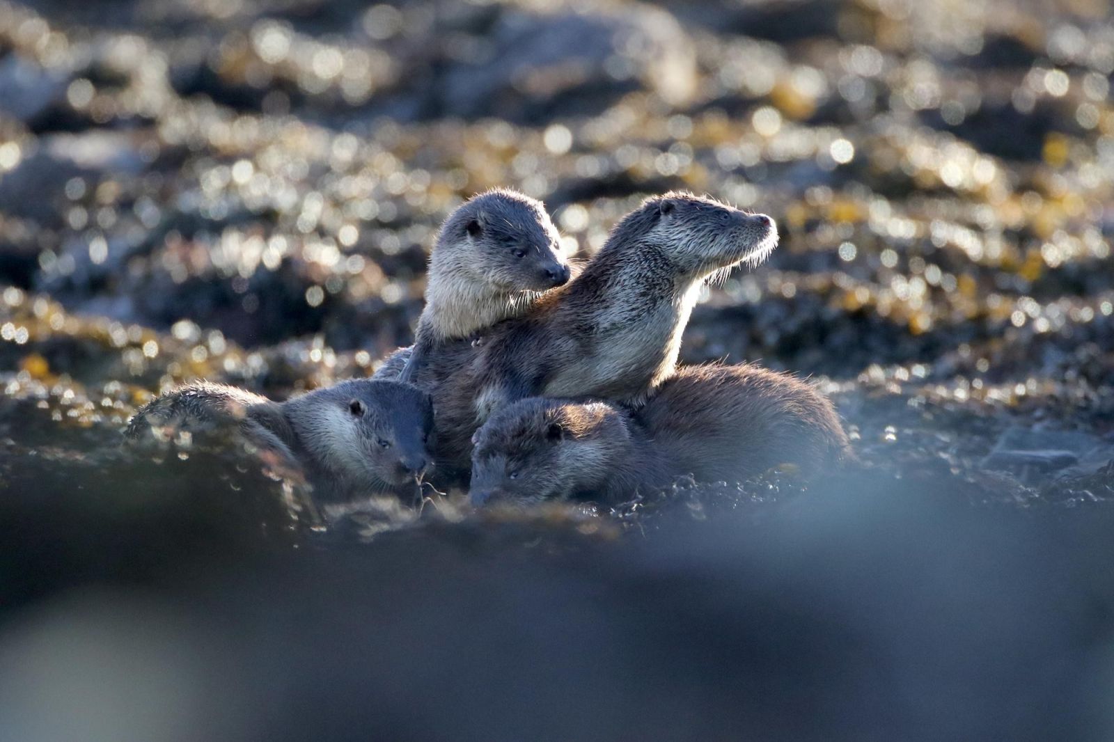 Loutres, pygargues et brame du cerf sur l'île de Mull