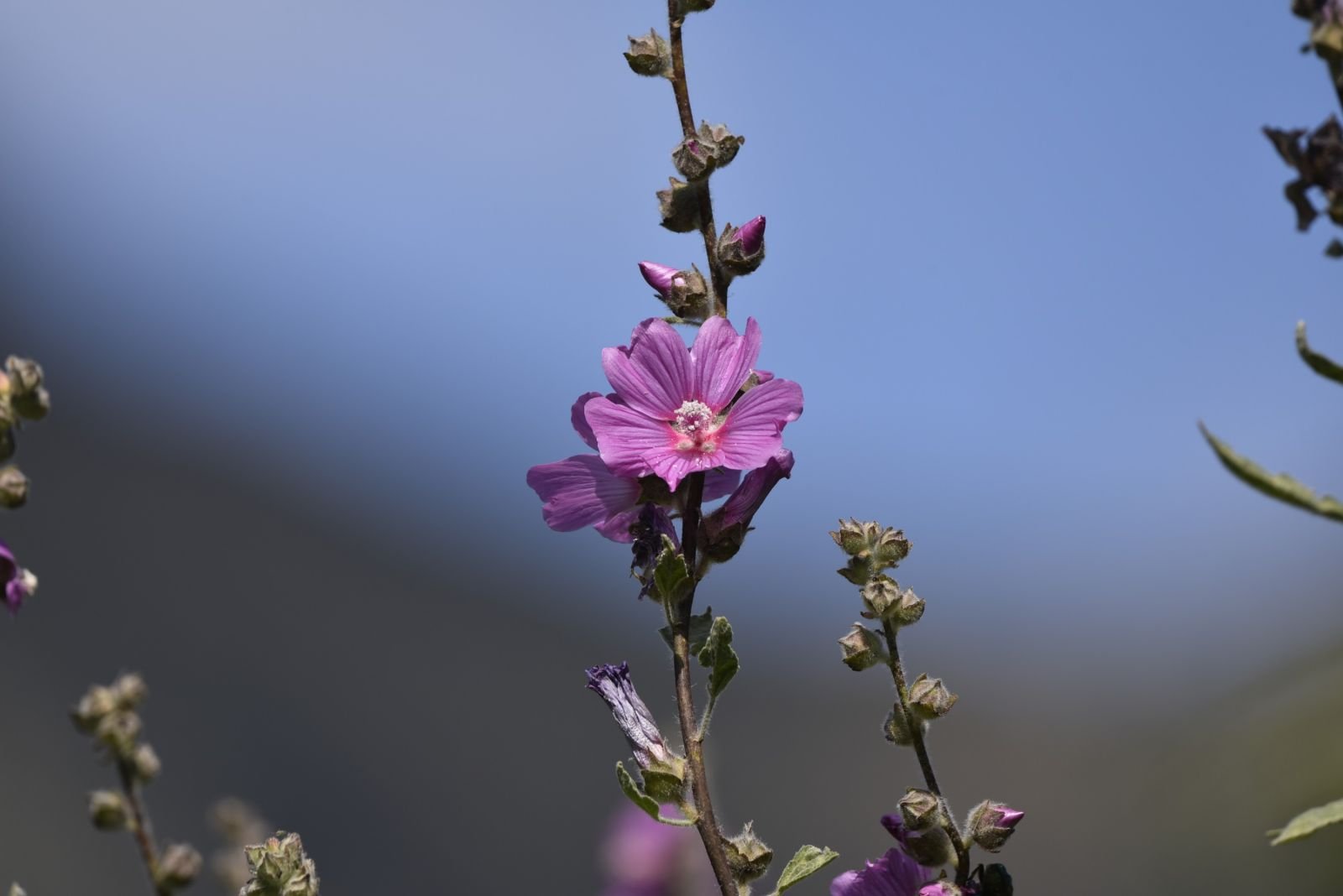 Balade botanique à vélo au fil de la Loire 