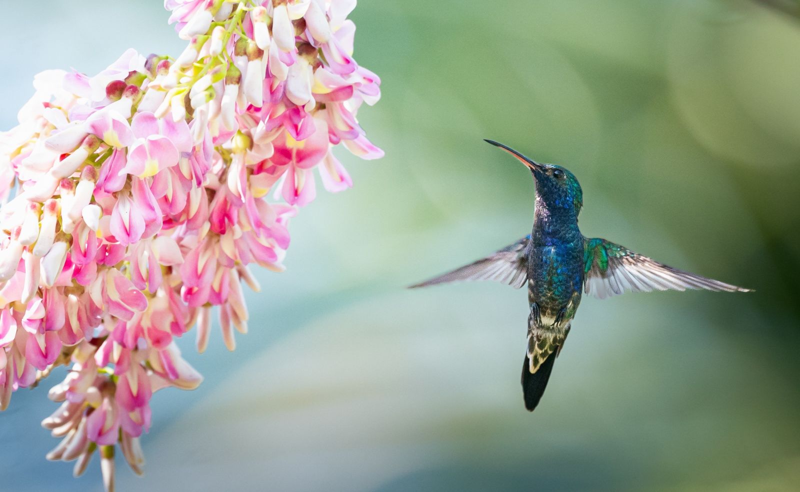 Spécial Ornithologie: Andes et Caraïbes