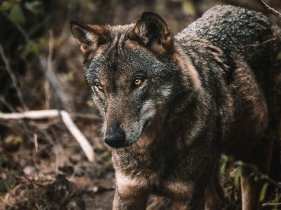 Italie - Voyage d'observation et photo dans les Abruzzes