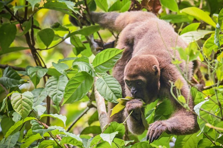 Colombie - Mammifères et oiseaux du Guaviare