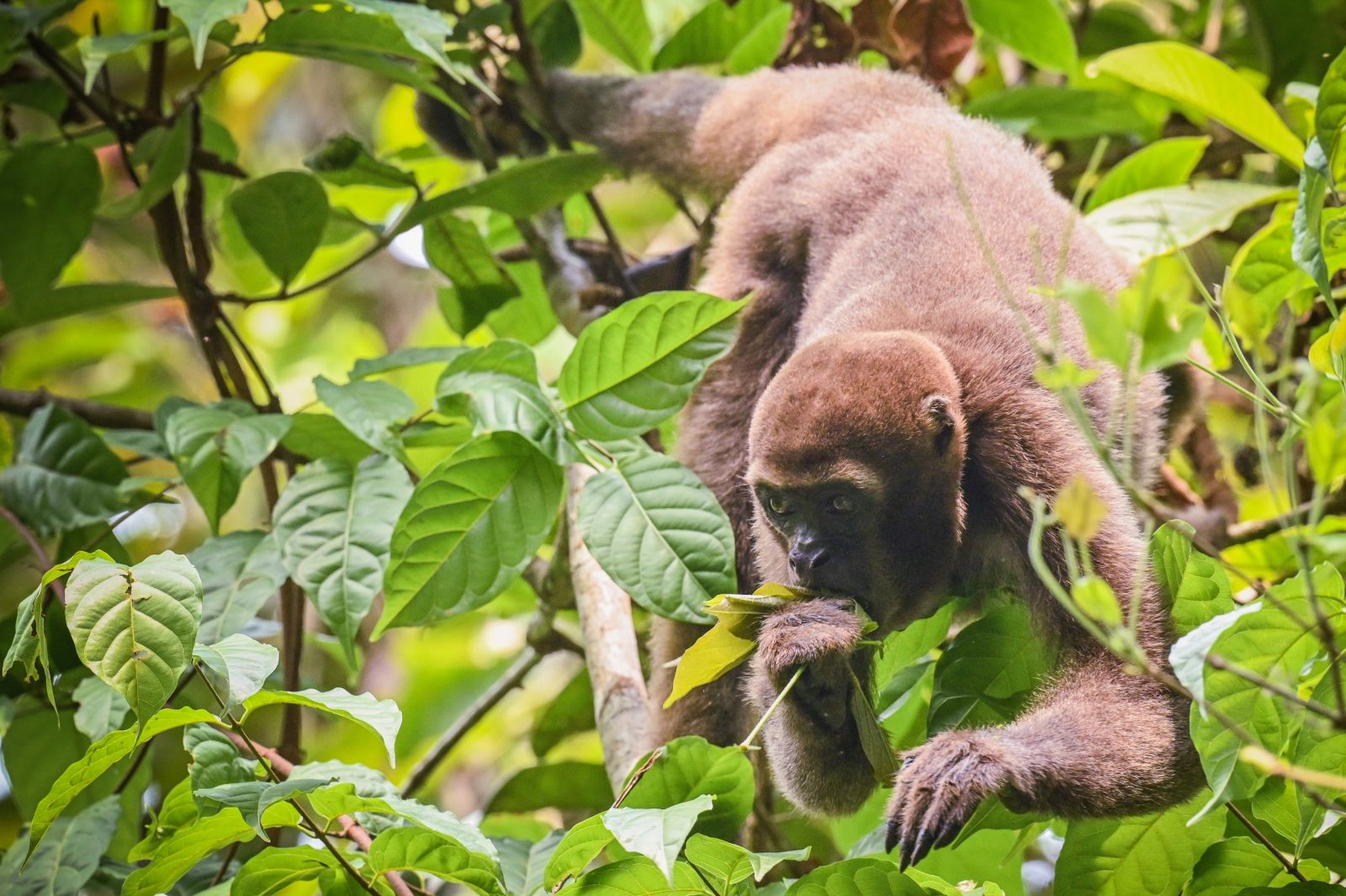Singe laineux de Colombie