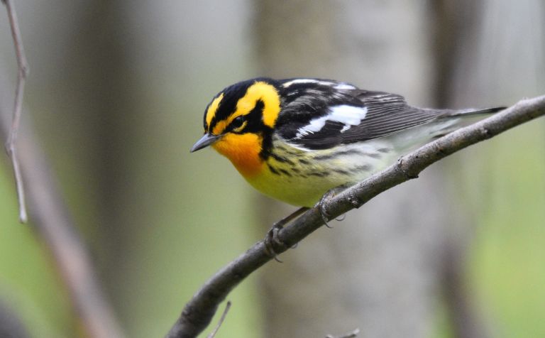 États-Unis - Les grands lacs Nord-Américains, hotspots pour les oiseaux migrateurs et nicheurs