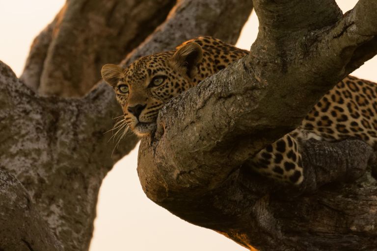 Tanzanie - Out of Tanzania, le grand sud sauvage