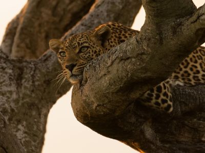 Tanzanie - Out of Tanzania, le grand sud sauvage