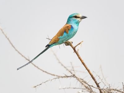 © Jérémy Calvo - Sénégal - Les oiseaux du Sahel Sénégal - Les oiseaux du Sahel