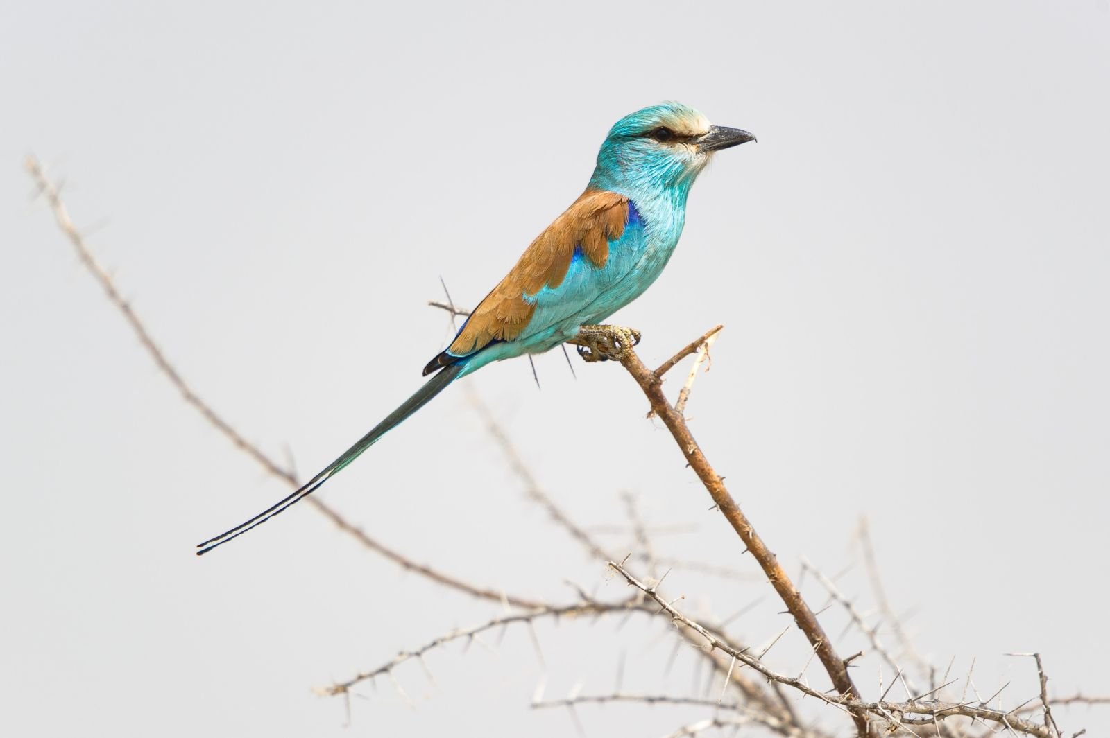 Les oiseaux du Sahel