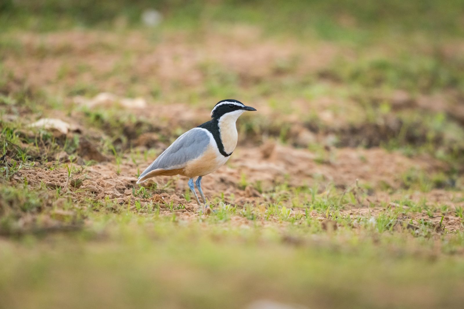 Les oiseaux du Sahel