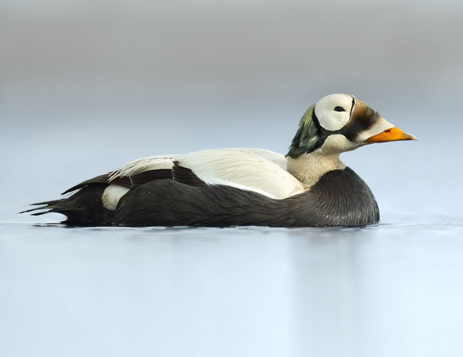 Eider à lunettes