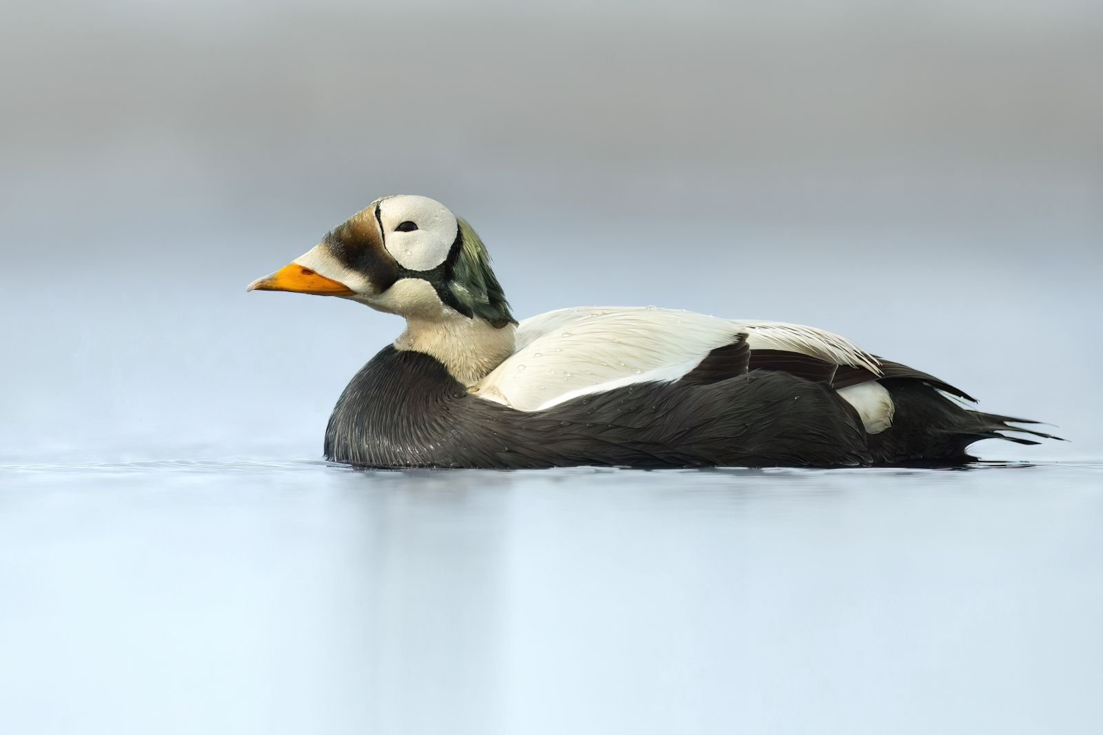 Eider à lunettes