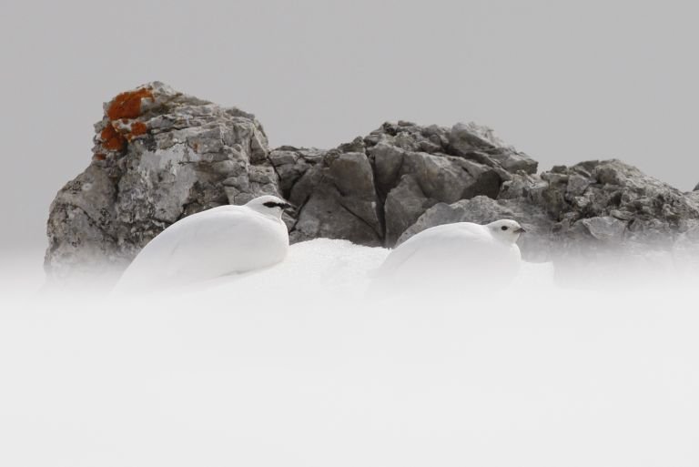 France - L'oiseau blanc - A la rencontre du Lagopède alpin et des oiseaux de montagne 