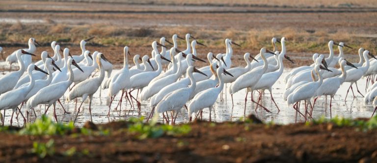Chine - La Chine en hiver - spécialités ornithologiques 