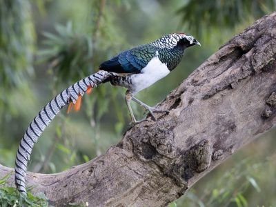 Faisan de Lady Amherst