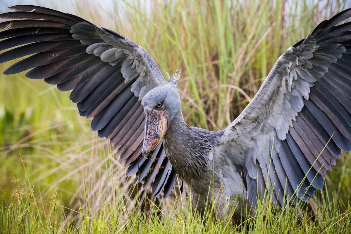 Bec en Sabot du Nil Ouganda