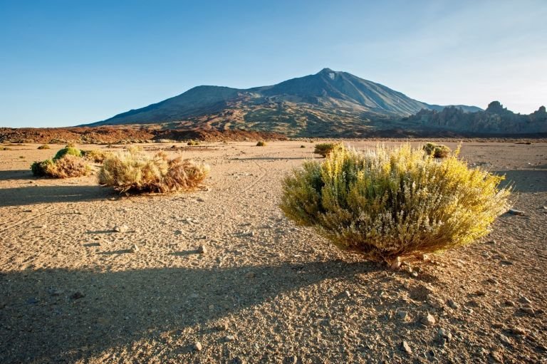Espagne - Canaries - Oiseaux et paysages des Canaries : escapade nature entre deux îles