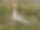 Mongolie - Oiseaux de Mongolie - Séjour privatif