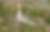 Oiseaux de Mongolie - Séjour privatif