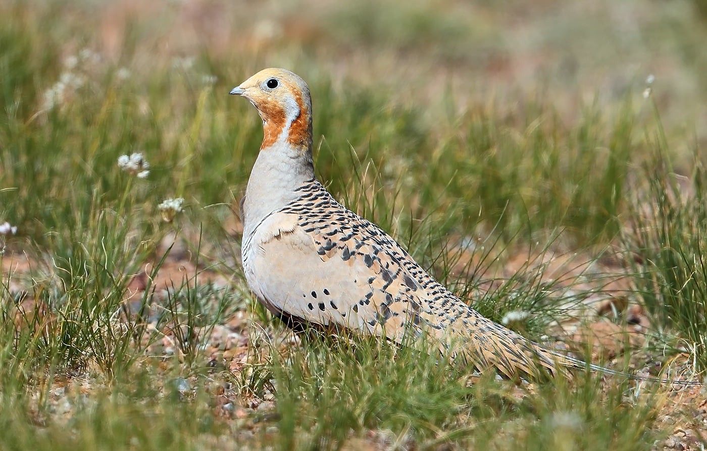 Oiseaux de Mongolie - Séjour privatif Oiseaux de Mongolie - Séjour privatif