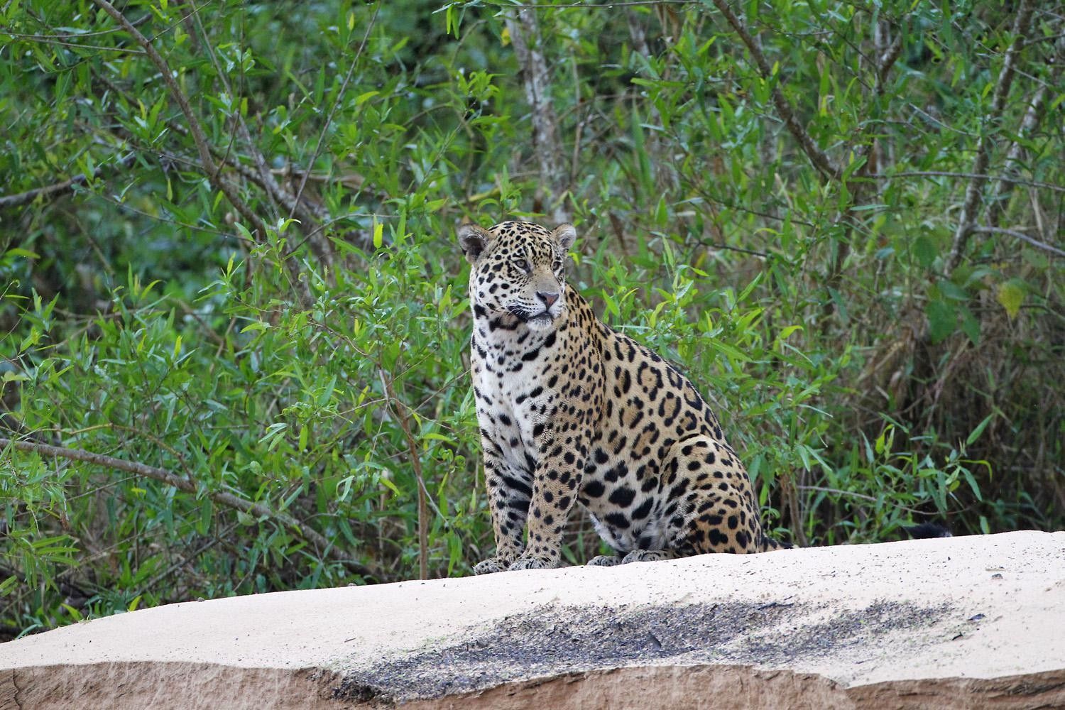 © Laurent Cocherel - Voyage nature au Pantanal : spécial faune Voyage nature au Pantanal : spécial faune