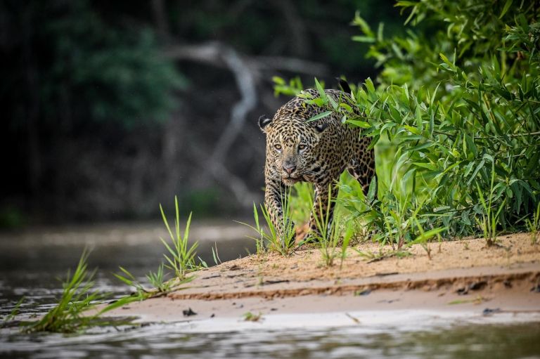 Brésil - Voyage nature au Pantanal : spécial faune