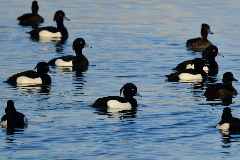 France - A la rencontre des oiseaux hivernants des méandres de la Seine