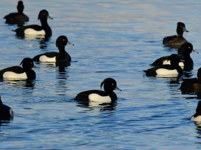 France - A la rencontre des oiseaux hivernants des méandres de la Seine