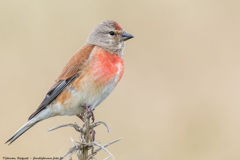 France - A la rencontre printanière des oiseaux des méandres de la Seine
