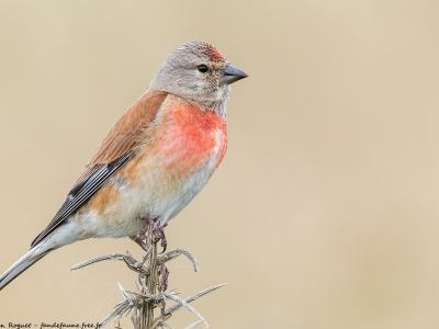 France - A la rencontre printanière des oiseaux des méandres de la Seine