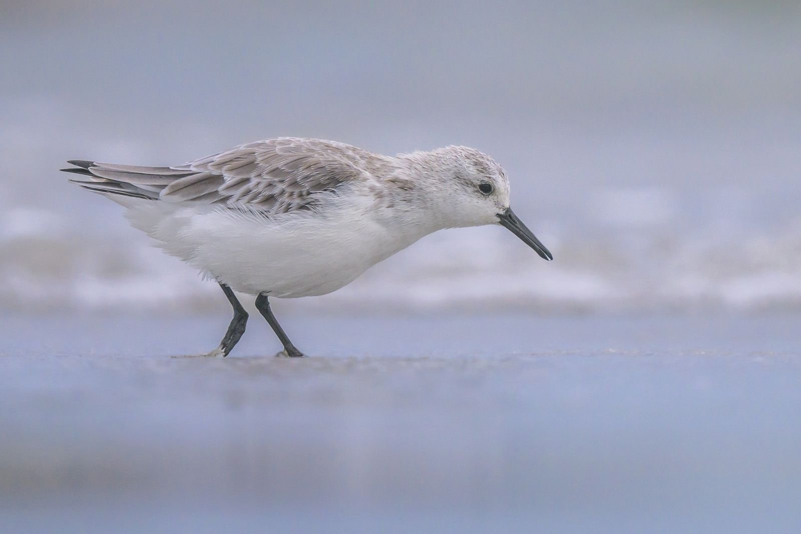 Bécasseau sanderling