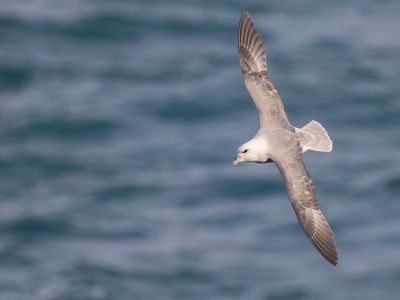 Fulmar boréal