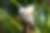 Bali Starling