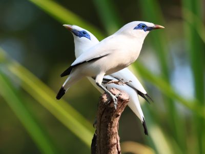 Indonésie - Petites îles de la Sonde - Bali