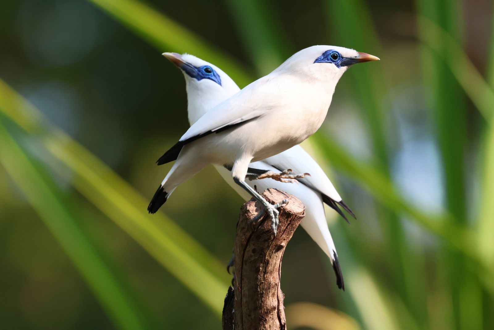 Bali Starling