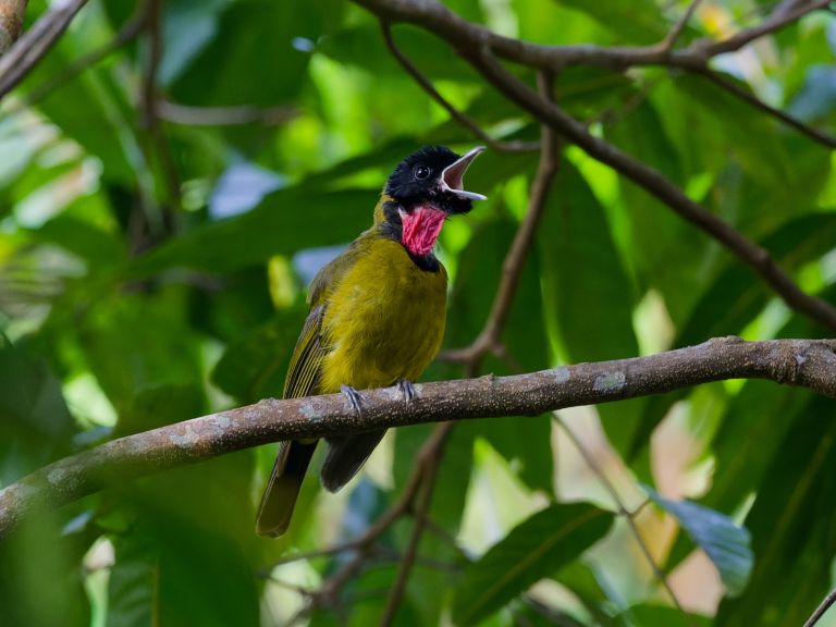 Indonésie - Petites îles de la Sonde - Komodo