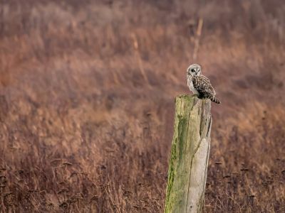 France - Printemps ornitho en marais Breton