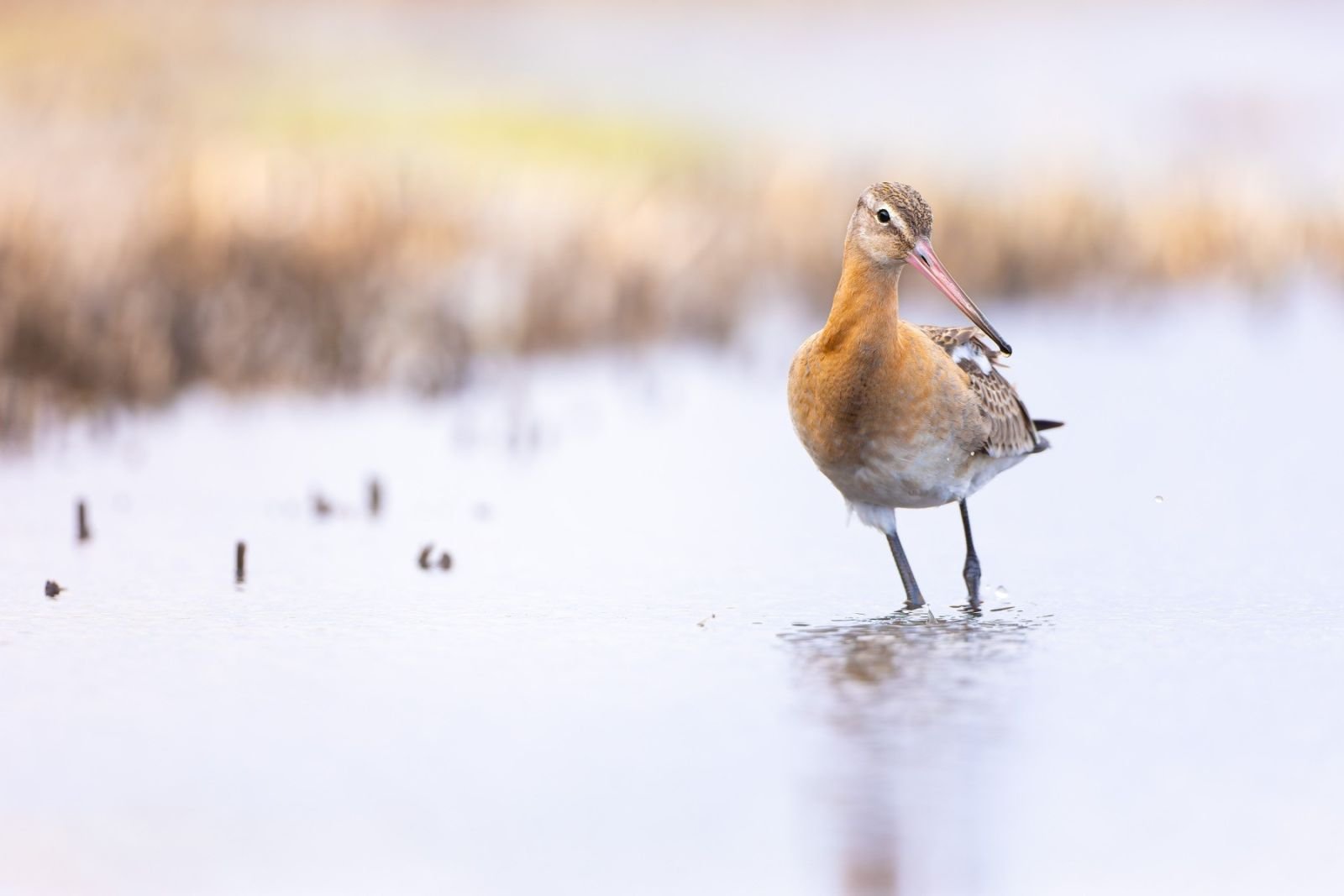Barge à queue noire