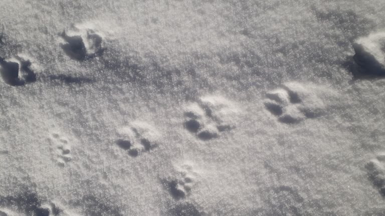 France - Sur les traces du lynx en hiver dans les forêts jurassiennes