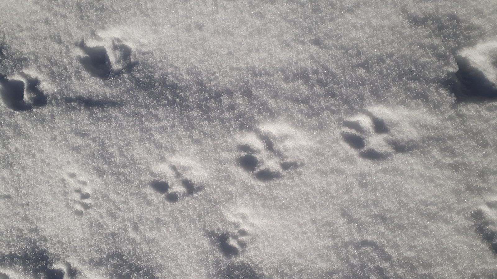 Forêt enneigée - Jura