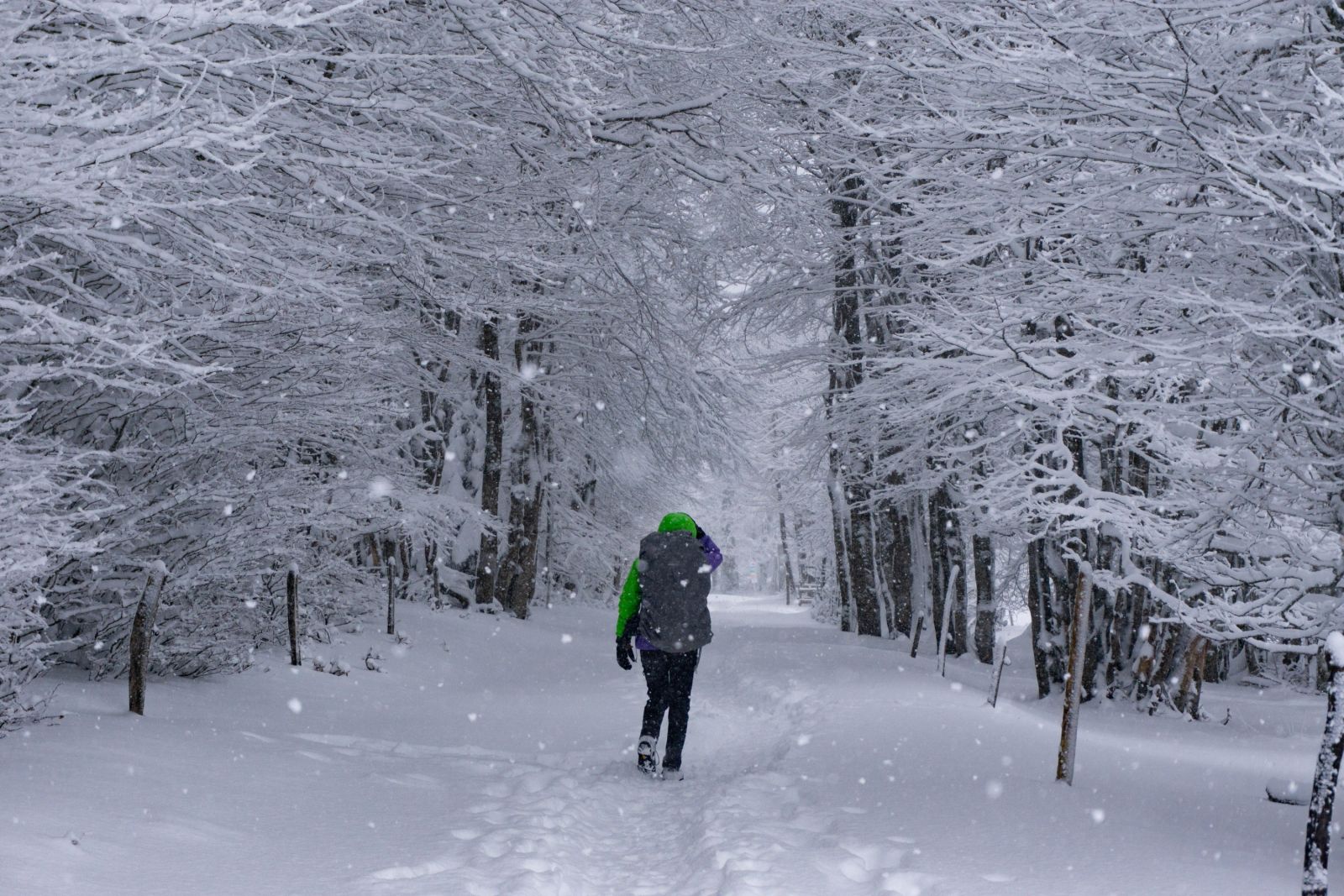 Forêt enneigée - Jura